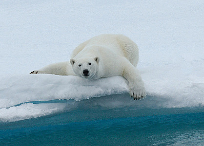 ours polaire et sa banquise,2 Ã©lÃ©ments indissociables (flickr ...