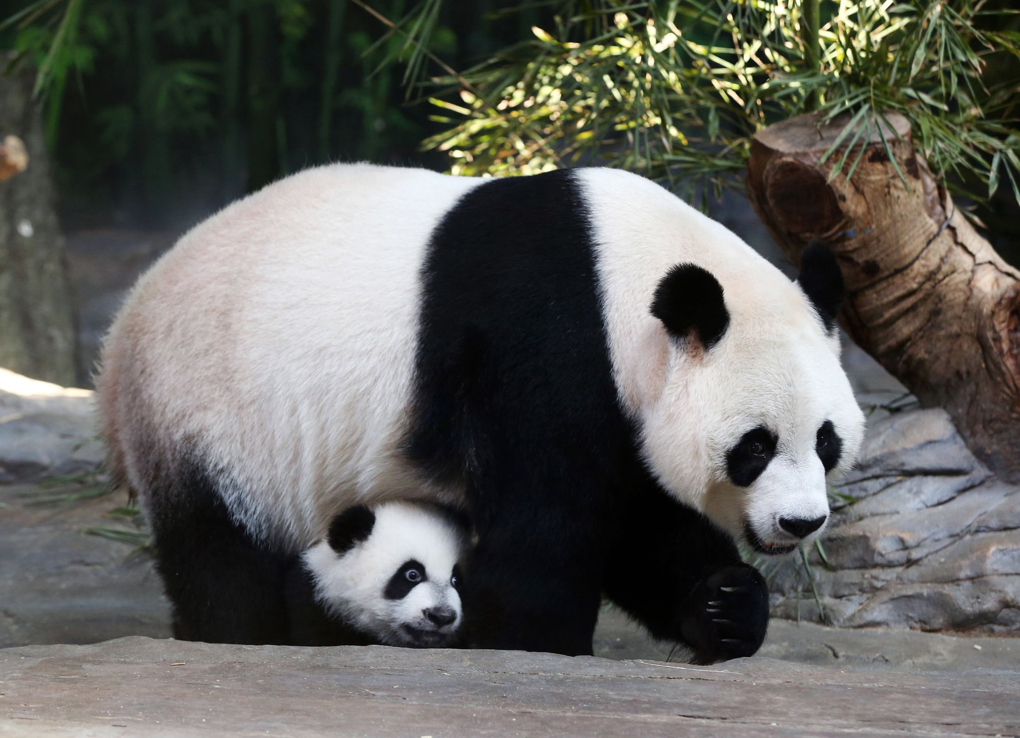 La population de pandas géants à l'état sauvage augmente en Chine - rts