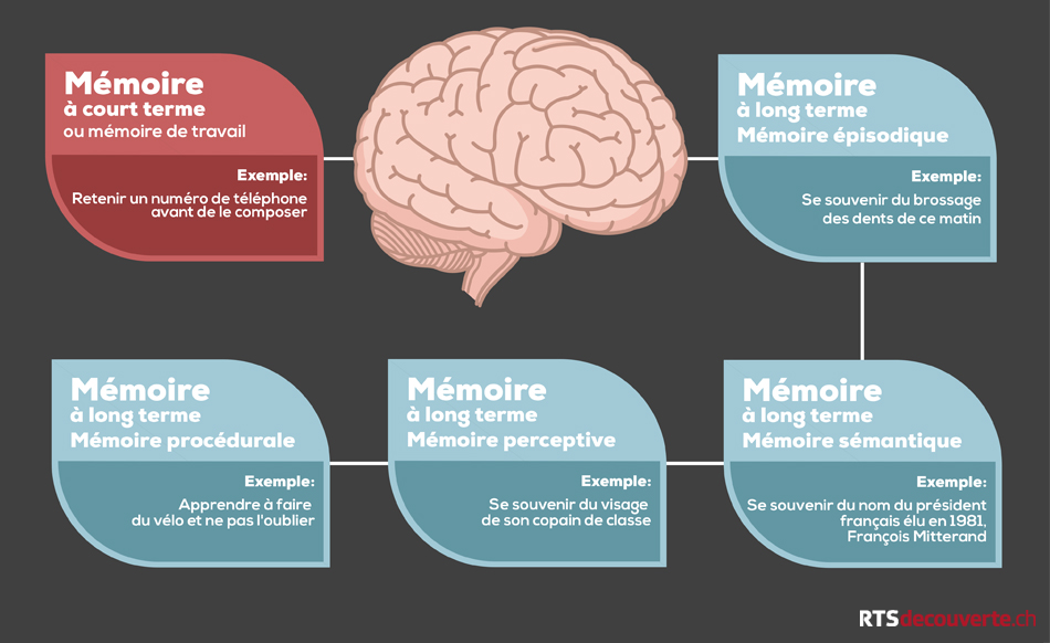 Rtsch Découverte Santé Corps Humain La Mémoire 