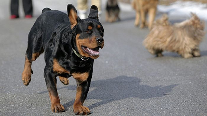 Un Rottweiler A Attaqué Un Enfant à Schaffhouse Rtsch