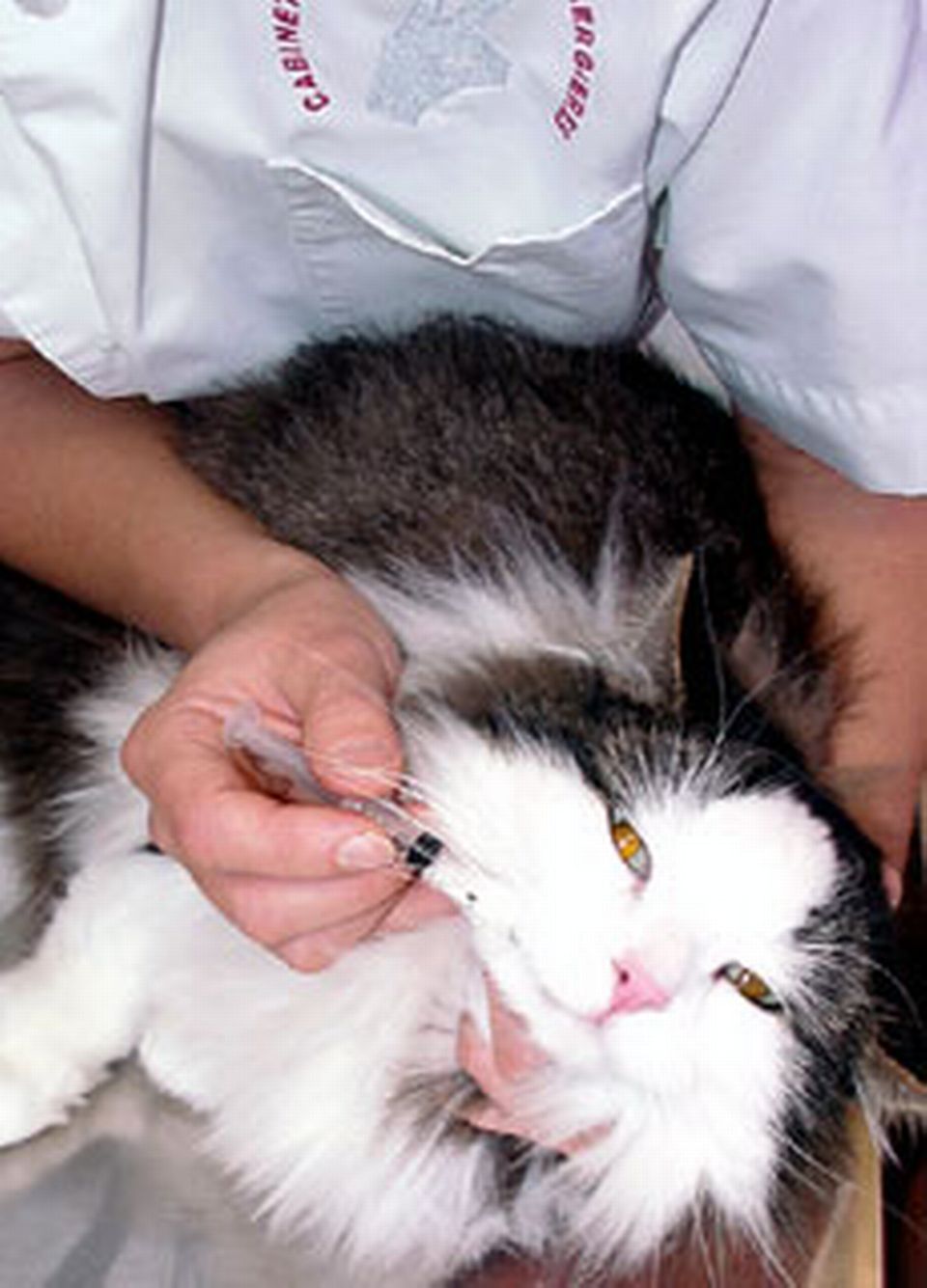 Administrer Un Medicament Homeopatique A Un Chat 5 Decembre 04 Rts Ch