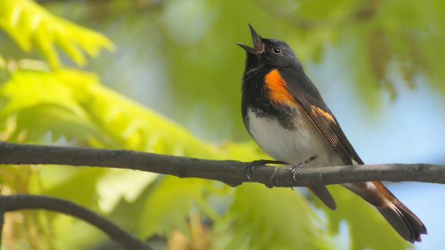 Sil Te Plaît Dessine Moi Un Oiseau Qui Chante Radio