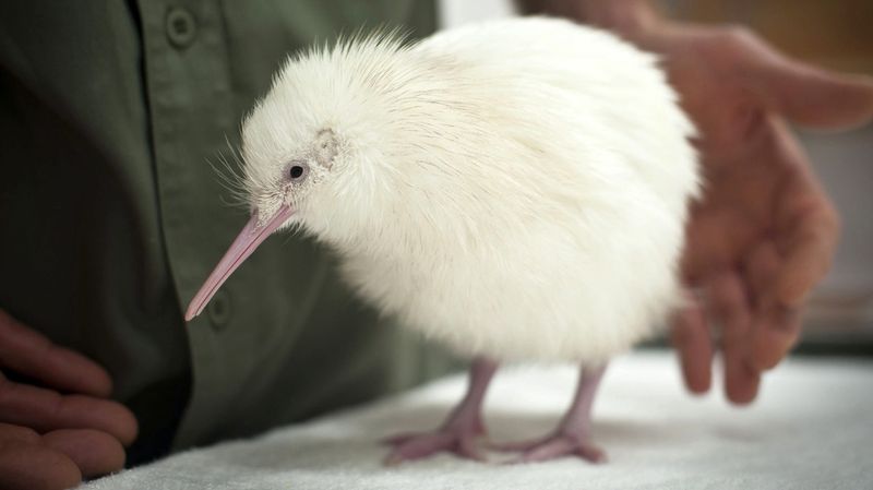 Naissance Dun Kiwi Blanc En Nouvelle Zélande Rtsch