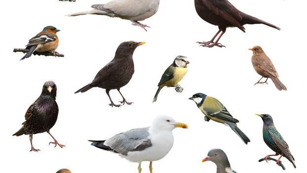 Les Oiseaux De Nos Jardins Chantent Rtsch