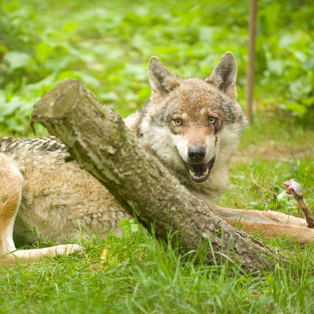 Retour des prédateurs en Suisse: Le loup abattu au Marchairuz fait son  entrée au Muséum