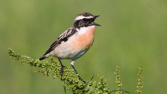 Les Oiseaux Nicheurs Se Font De Plus En Plus Rares En Suisse