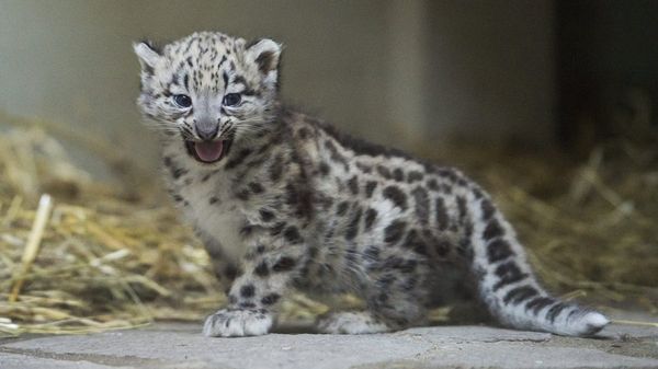 Un Bebe Panthere Des Neiges Est La Nouvelle Attraction Du Zoo De Servion Rts Ch Vaud