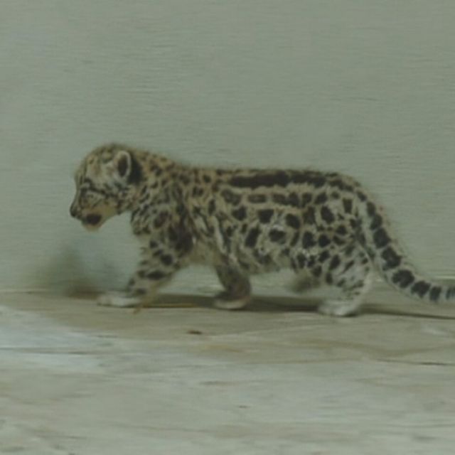 Un Bebe Panthere Des Neiges Est La Nouvelle Attraction Du Zoo De Servion Rts Ch Vaud