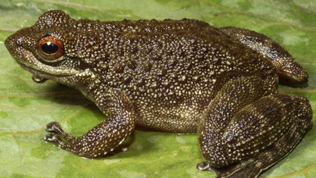 Decouverte D Une Grenouille Qui Met Bas Ses Tetards Et Ne Pond Pas D Oeufs Rts Ch Sciences Tech