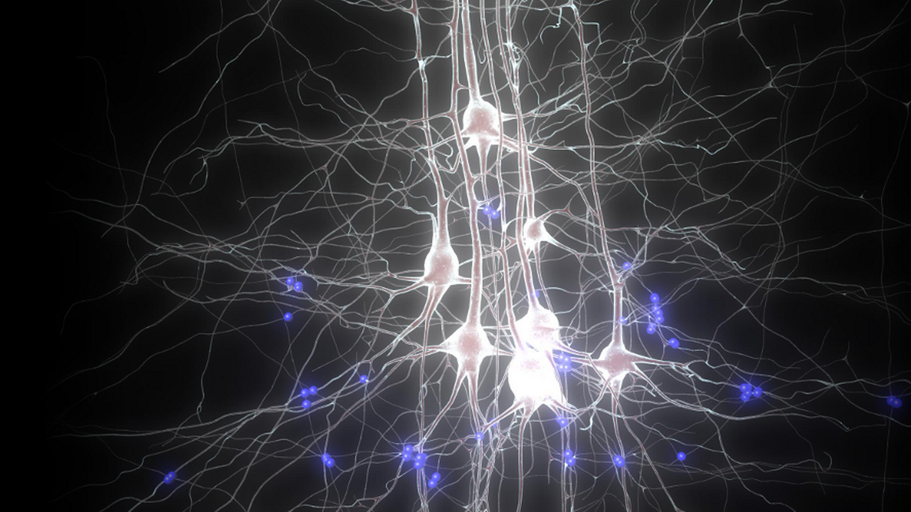 Bork neuron. Нейроны мозга. Нейронная сеть мозга. Нейронные связи в мозге. Мозг человека Нейроны.