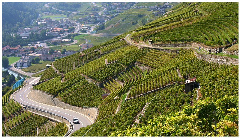 Le vignoble en terrasse  de Martigny sera restaur  pour 12 