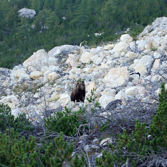 L Ours Faisait Son Grand Retour Sur Territoire Suisse Il Y A 10 Ans Rts Ch Suisse