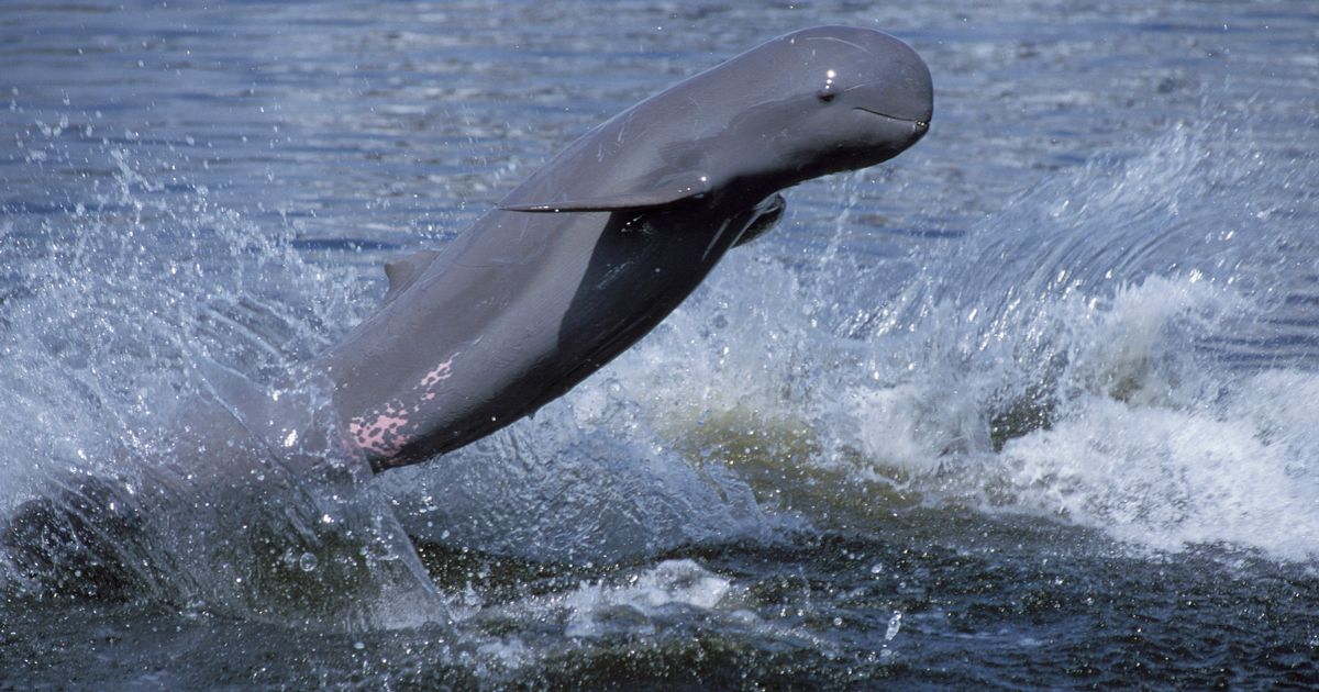 Des dauphins rares menacés par une marée noire au Bangladesh - rts.ch