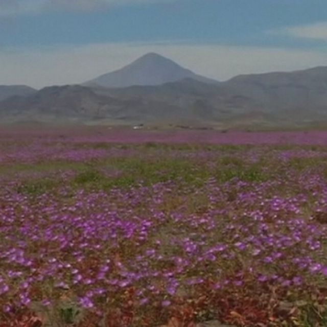 Quand le désert d'Atacama se recouvre de millions de fleurs