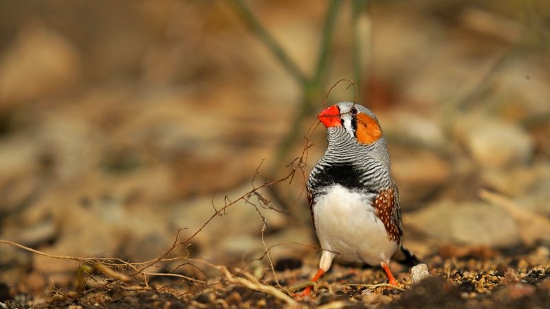 Le Secret De La Couleur Rouge Chez Les Oiseaux Percé Par Des