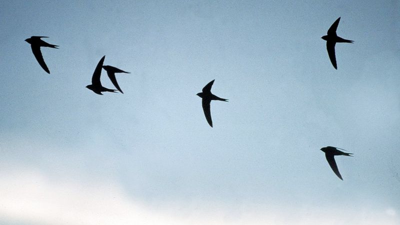 Loiseau Le Plus Bruyant Au Monde Crie à La Recherche De L