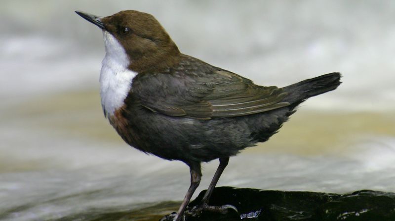 Le Cincle Plongeur Nommé Oiseau De Lannée 2017 Par