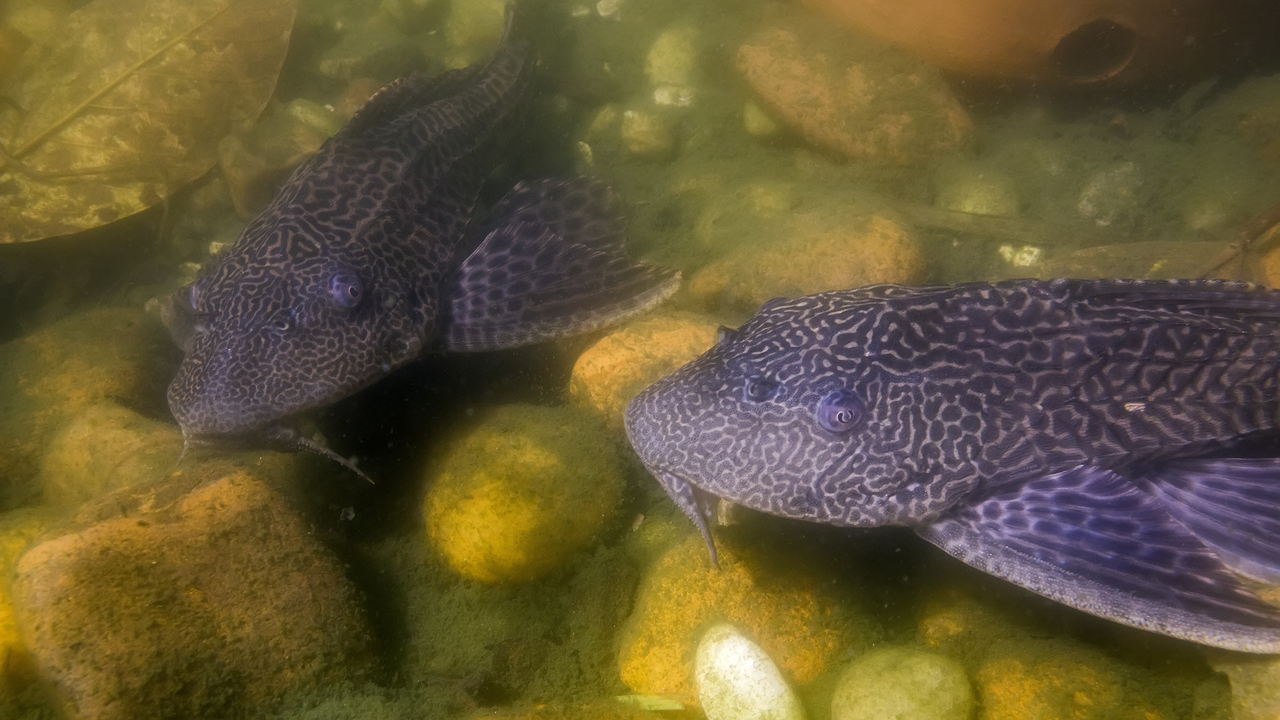 Des Dents Sur Le Corps Des Poissons Chats Rts Ch Animaux Et Plantes