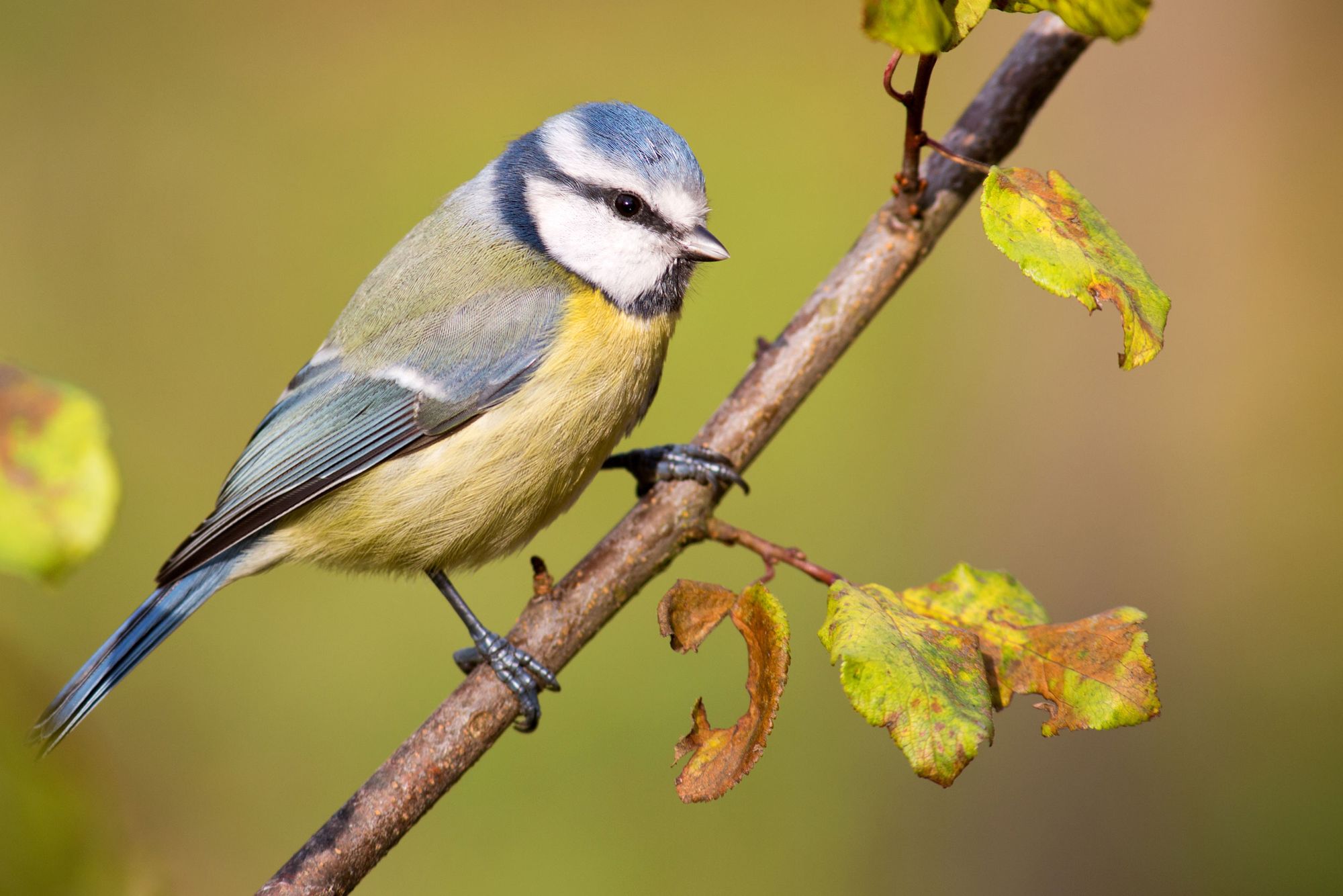 Les Oiseaux De Nos Jardins Rtsch Monsieur Jardinier