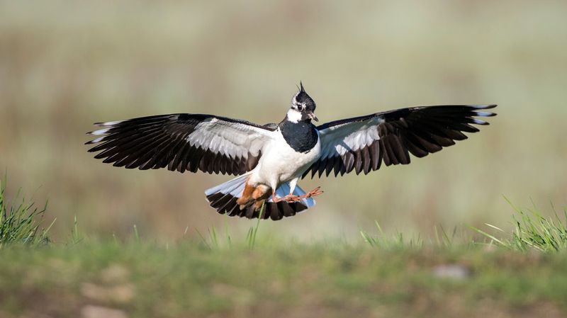 Près De 1500 Oiseaux Sur La Liste Rouge Mondiale Des Espèces