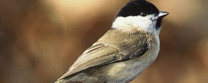 Les Oiseaux De Nos Jardins Rtsch Monsieur Jardinier