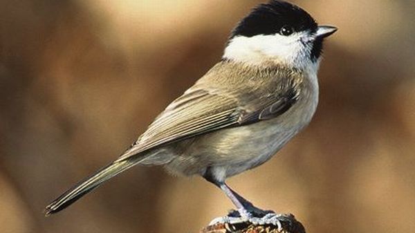 Les Oiseaux De Nos Jardins Rts Ch Monsieur Jardinier