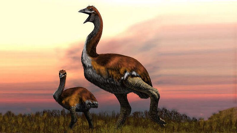 Le Titan De Vorombe était Le Plus Gros Oiseau Du Monde Rts