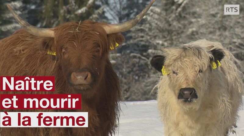 Labattage à La Ferme Une Pratique Qui Gagne De Plus En