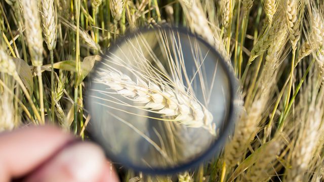 La vérité sur l'affaire gluten