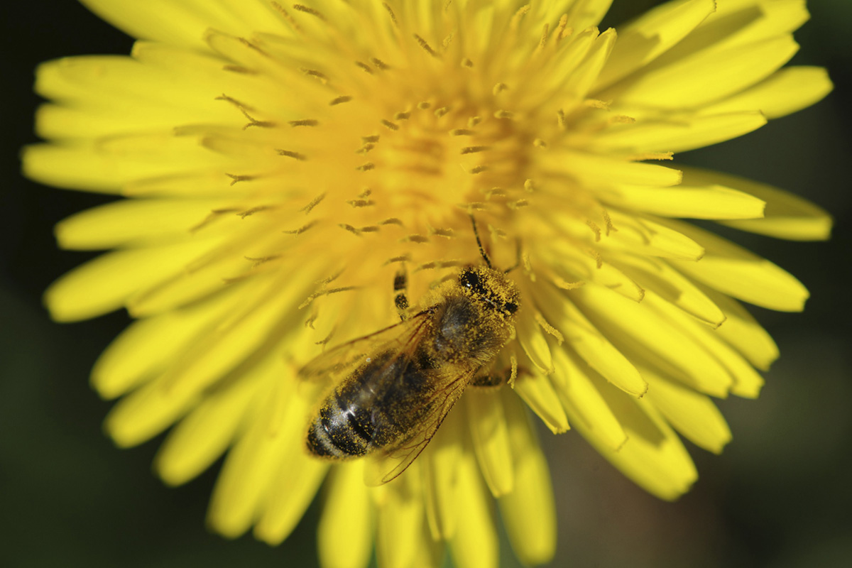 Abeilles Guepes Bourdons Frelons Taons Syrphes Faux Bourdons Quelles Differences Rts Ch Les Abeilles