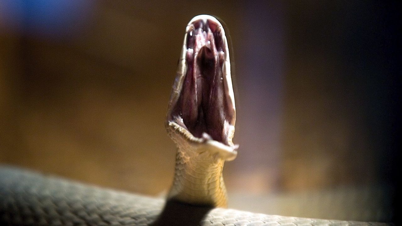 Pas de morsures mais «de vrais mordus» à l'école des reptiles - Signé Genève