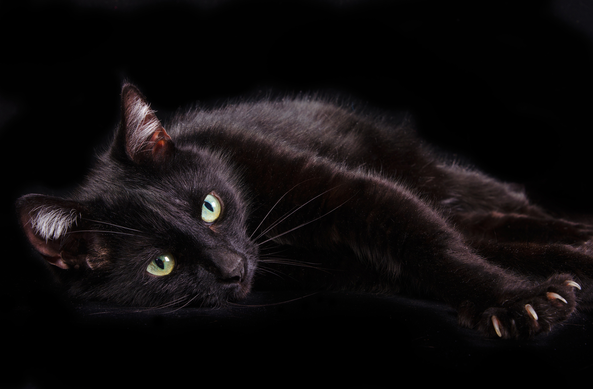 Черный котенок когти