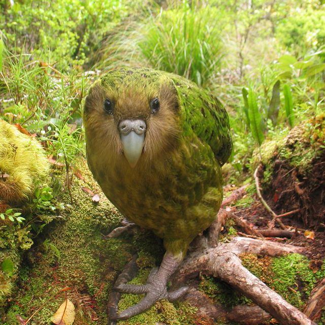 Le Kakapo Un Tresor De L Evolution Rts Ch Sciences Tech