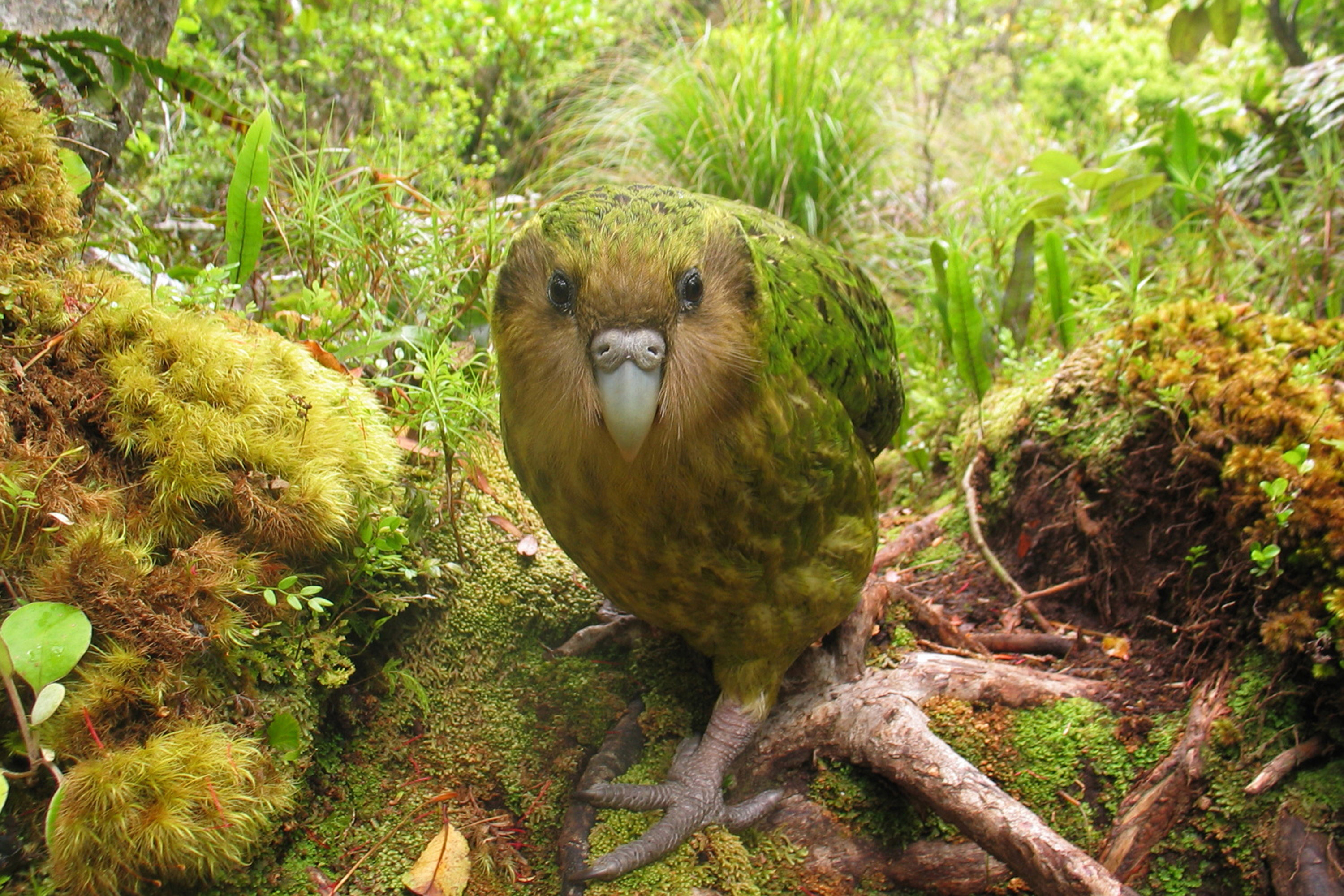 Le kakapo, un trsor de l'volution - rts.ch - Sciences-Tech.