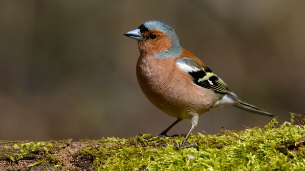 Le Chant Du Pinson Des Arbres Radio Play Rts