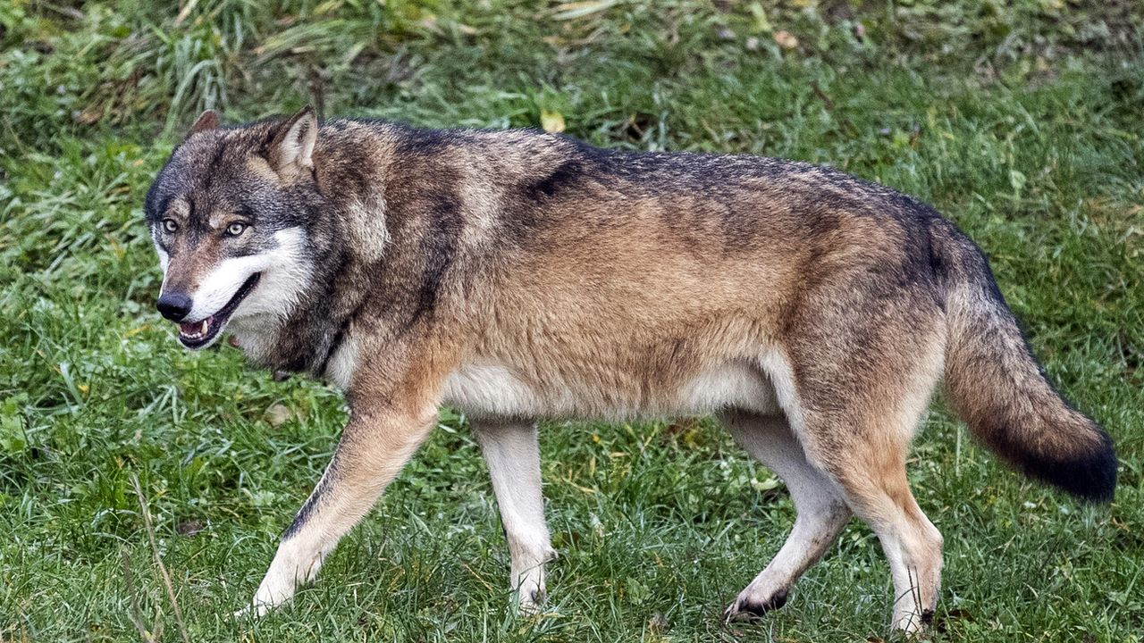 Le Conseil fédéral veut mieux protéger le loup contre les ...