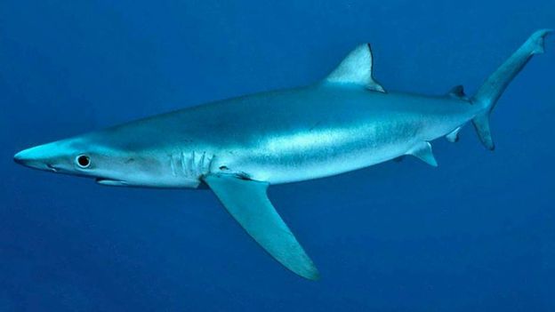 Visite Guidee Le Requin Bleu Le Requin De La Mediterranee Radio Play Rts