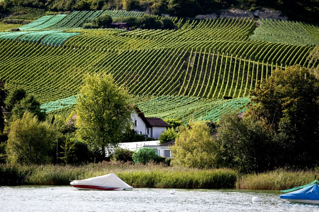 Toutes Les Vignes De L’Etat De Fribourg Passent Au Bio - Rts.ch - Fribourg