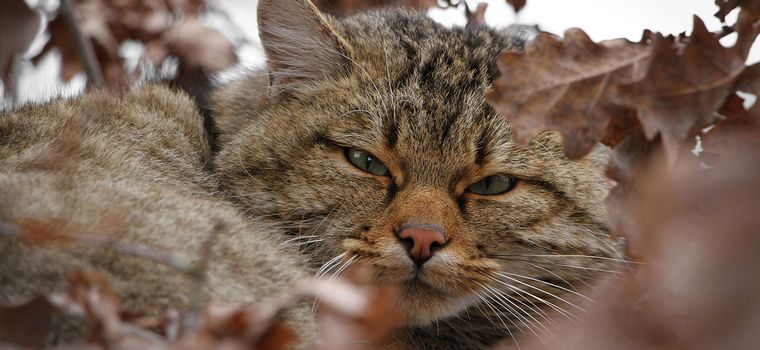 Le Chat Sauvage Du Jura Bientot Avale Par Son Cousin Domestique Rts Ch