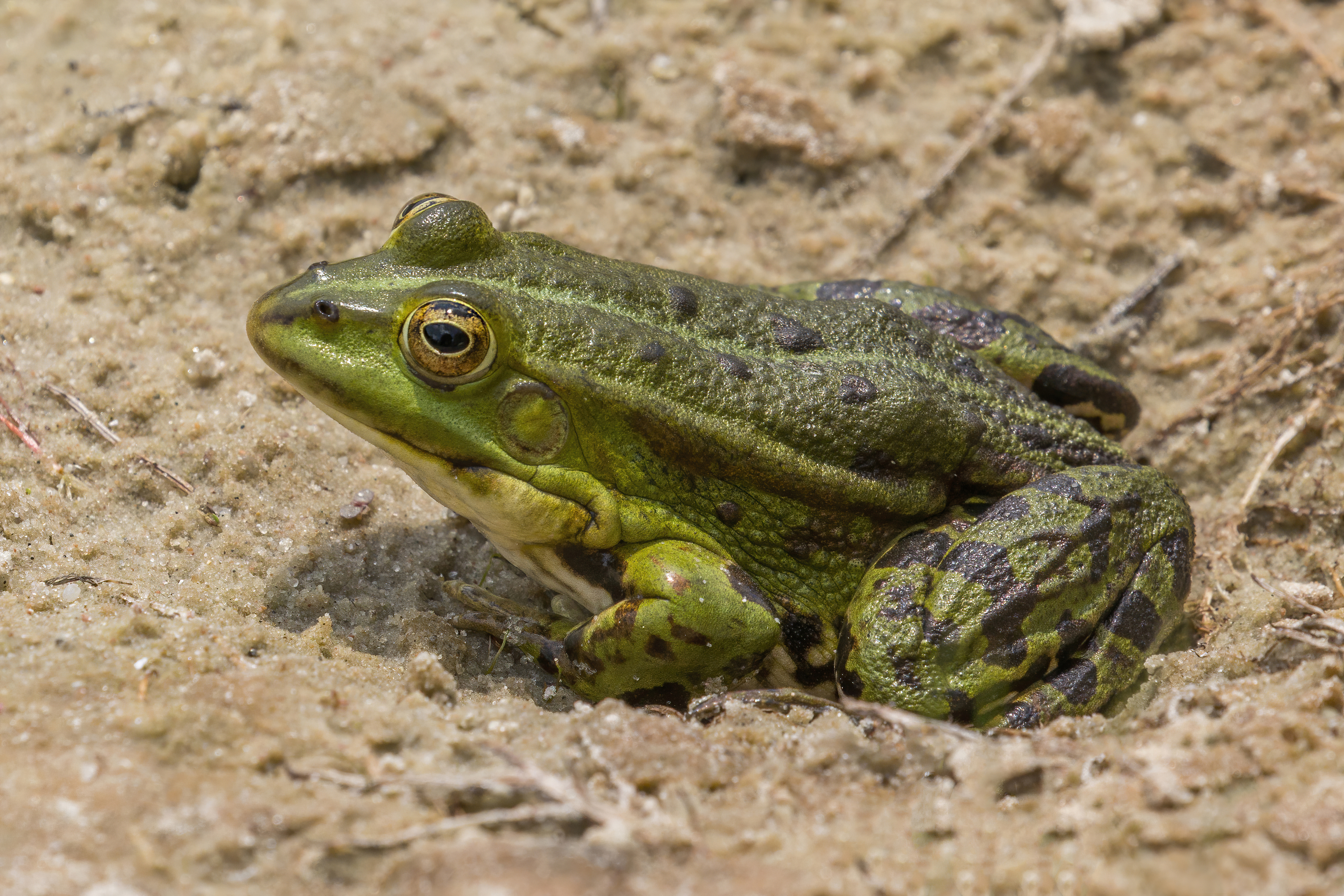 Жаба класс. Озерная лягушка. Pelophylax лягушка. Озерная лягушка самка. Озерная лягушка самец.