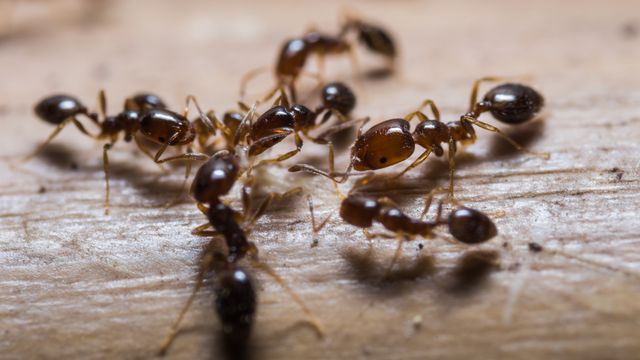 Les fourmis sont bien aptes à détecter les cancers - Sciences et