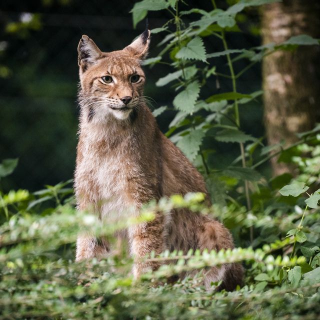 Le lynx dans les Montagnes du Jura