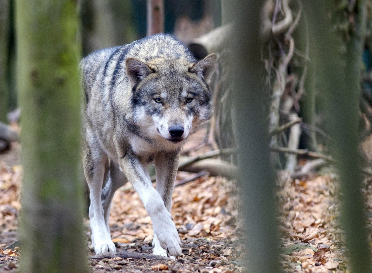 Un Loup Abattu Dans La Vallée De Conches, Dans Le Haut-Valais - Rts.ch ...