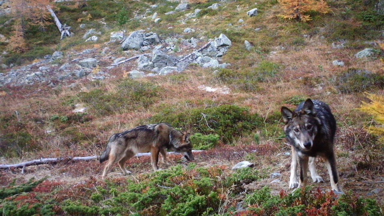 La meute pro-turque des Loups gris a été dissoute