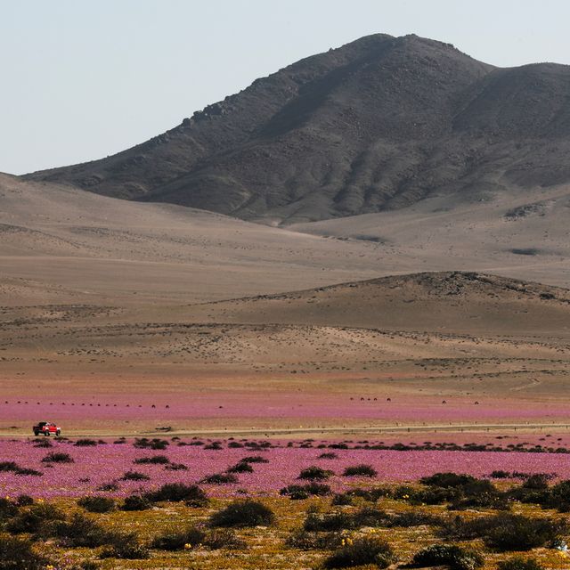 Quand le désert d'Atacama se recouvre de millions de fleurs