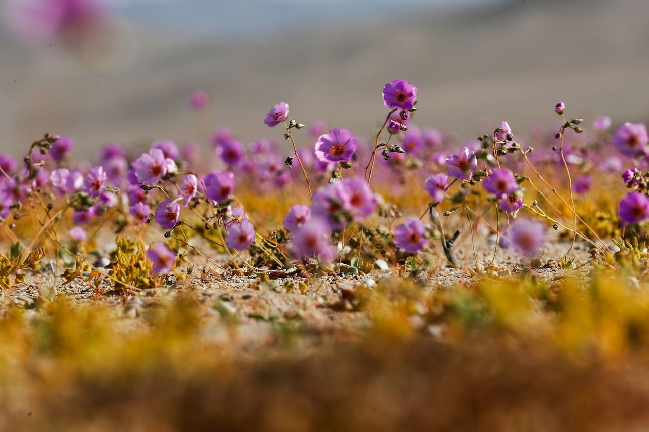 Quand le désert d'Atacama se recouvre de millions de fleurs