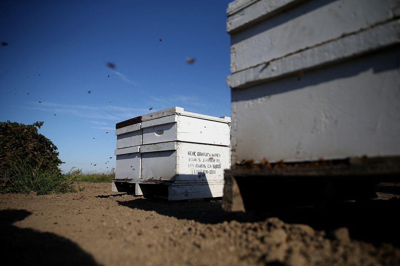 Bees fly around a beehive in Los Banos, California in 2014. [JUSTIN SULLIVAN - GETTY IMAGES NORTH AMERICA / Getty Images via AFP]