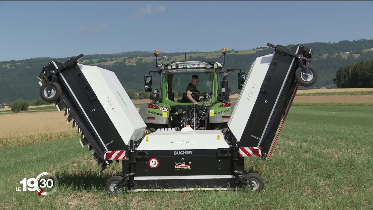 La ciboulette - Transfert de Technologie en Agriculture Maroc