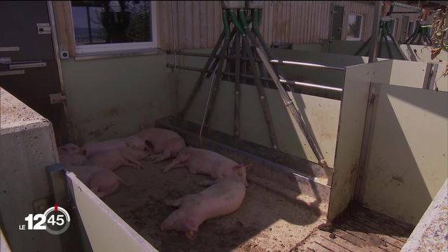 10 faits fascinants sur les cochons - QUATRE PATTES en Suisse
