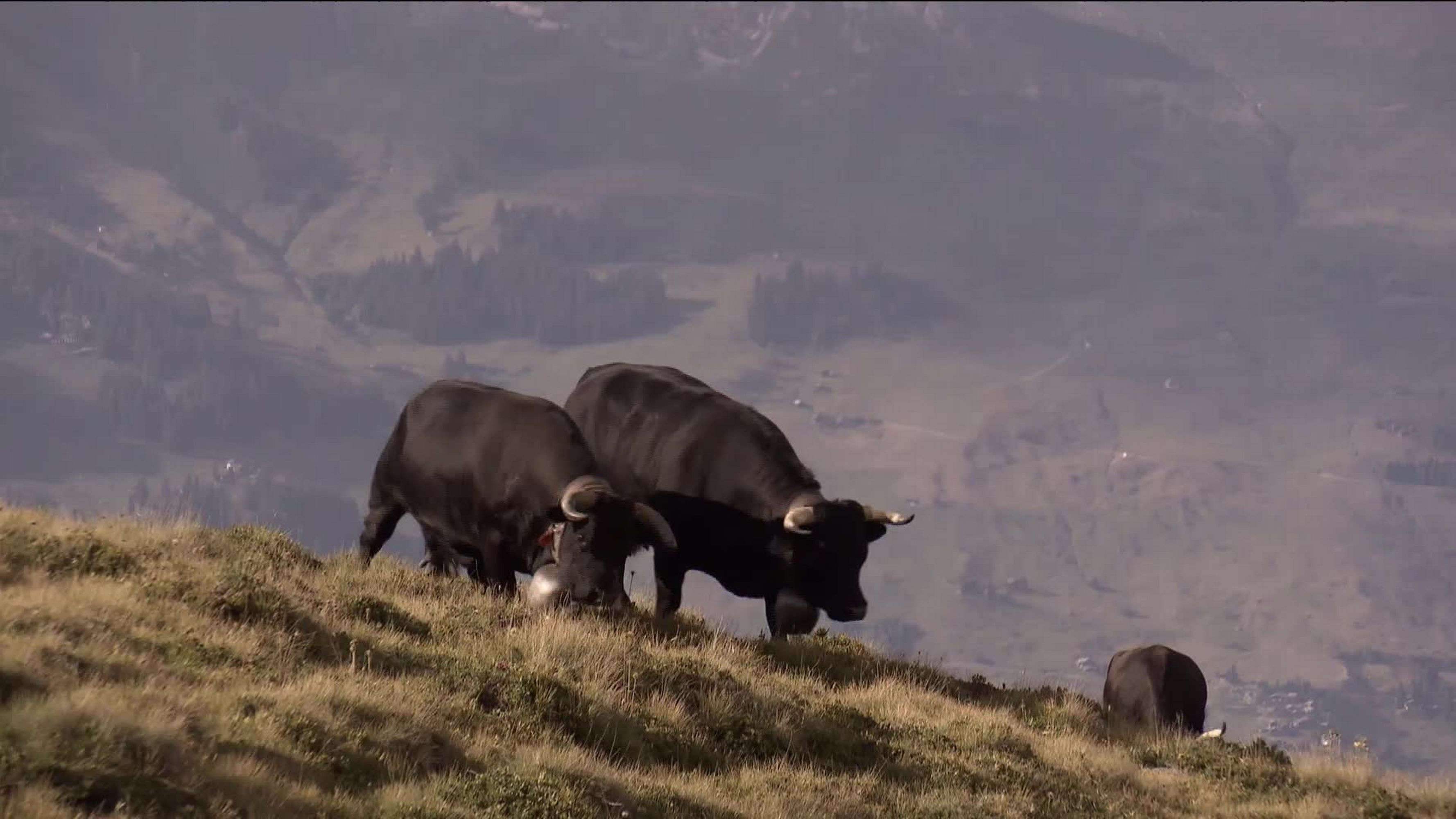 Présentateur aujourdhui Réduction bas polaire homme Moins que un Vache